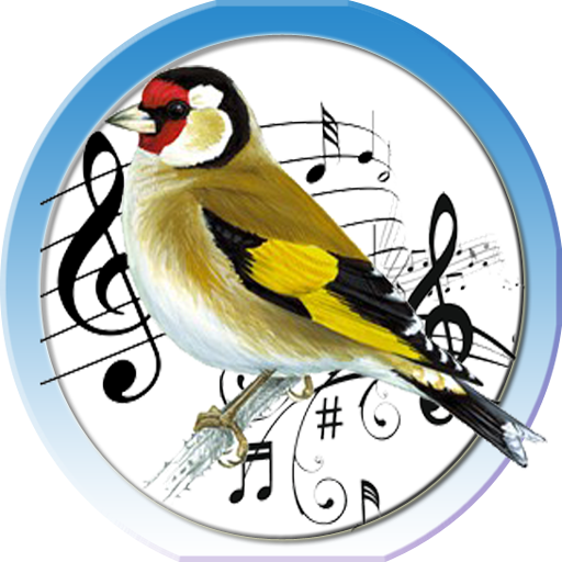Goldfinch Trainer